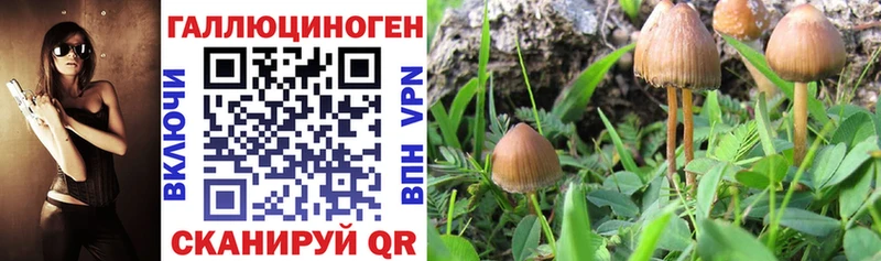 где купить наркоту  OMG зеркало  Псилоцибиновые грибы GOLDEN TEACHER  Славянск-на-Кубани 